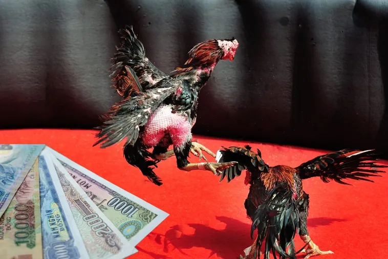 Tuyệt Chiêu Cách Chơi Đá Gà Sabong Tại Blue88 Ăn Tiền Thưởng Lớn 1 Tuyệt Chiêu Cách Chơi Đá Gà Sabong Tại Blue88 Ăn Tiền Thưởng Lớn